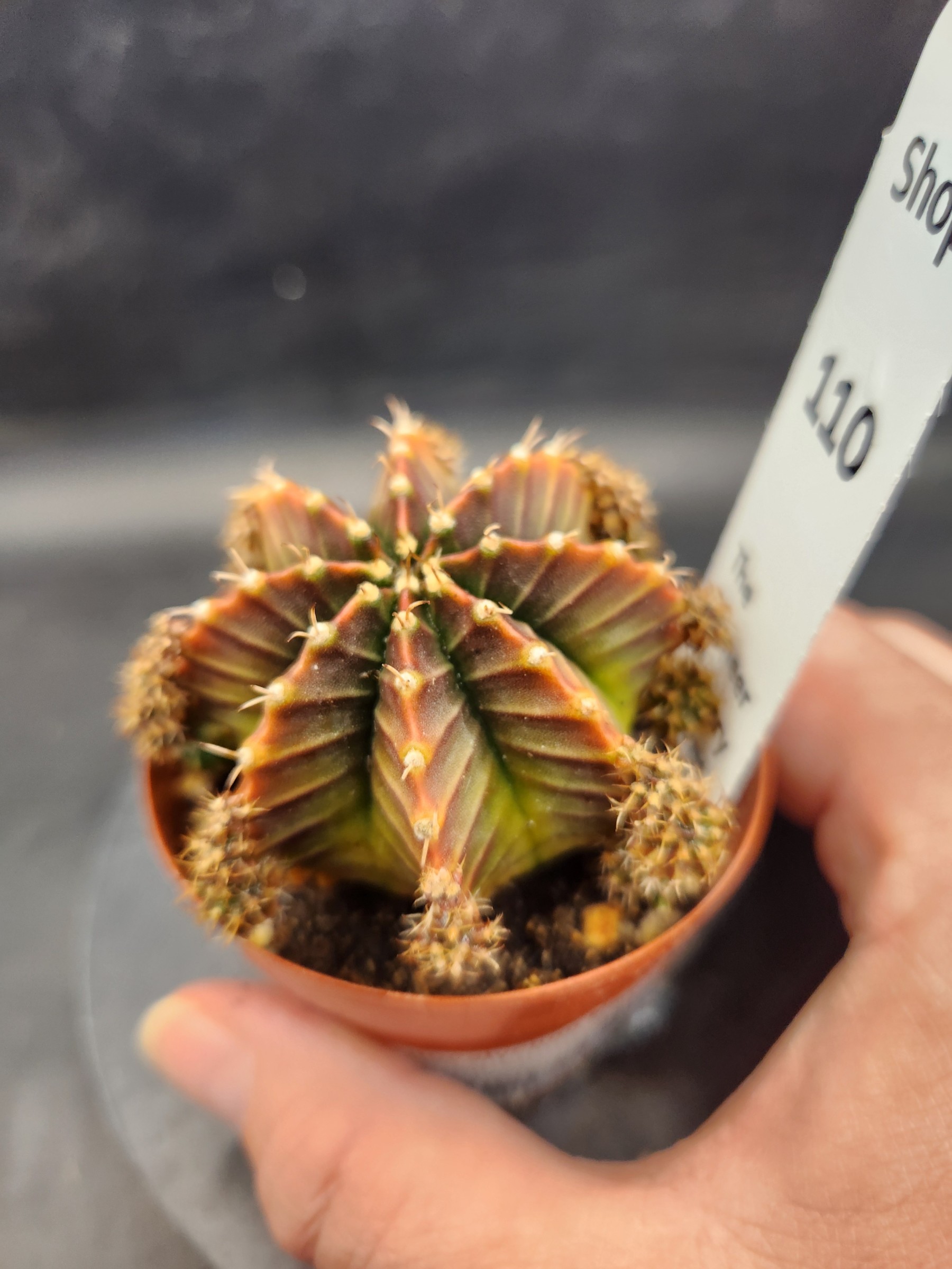 Gymnocalycium mihanovichii 'Silamanee'