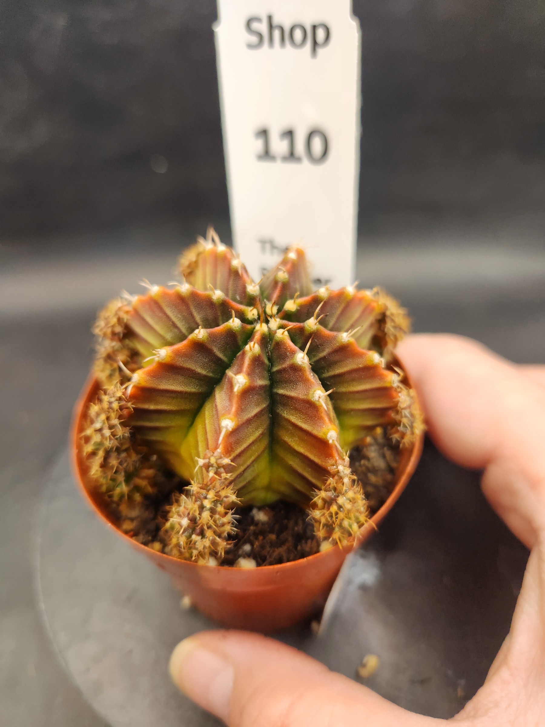 Gymnocalycium mihanovichii 'Silamanee'
