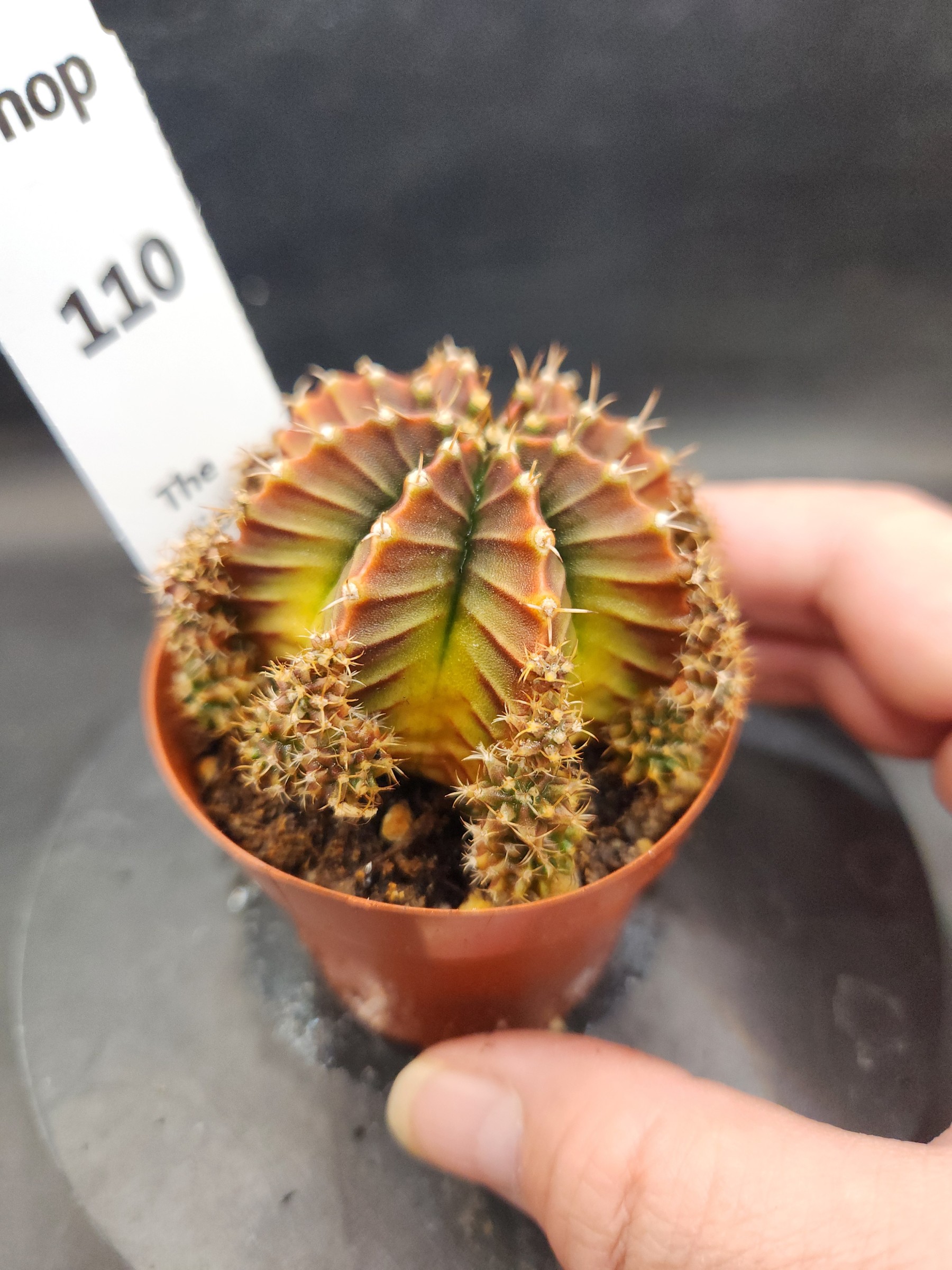 Gymnocalycium mihanovichii 'Silamanee'