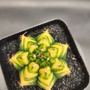 Gymnocalycium mihanovichii 'Yellow Spider'