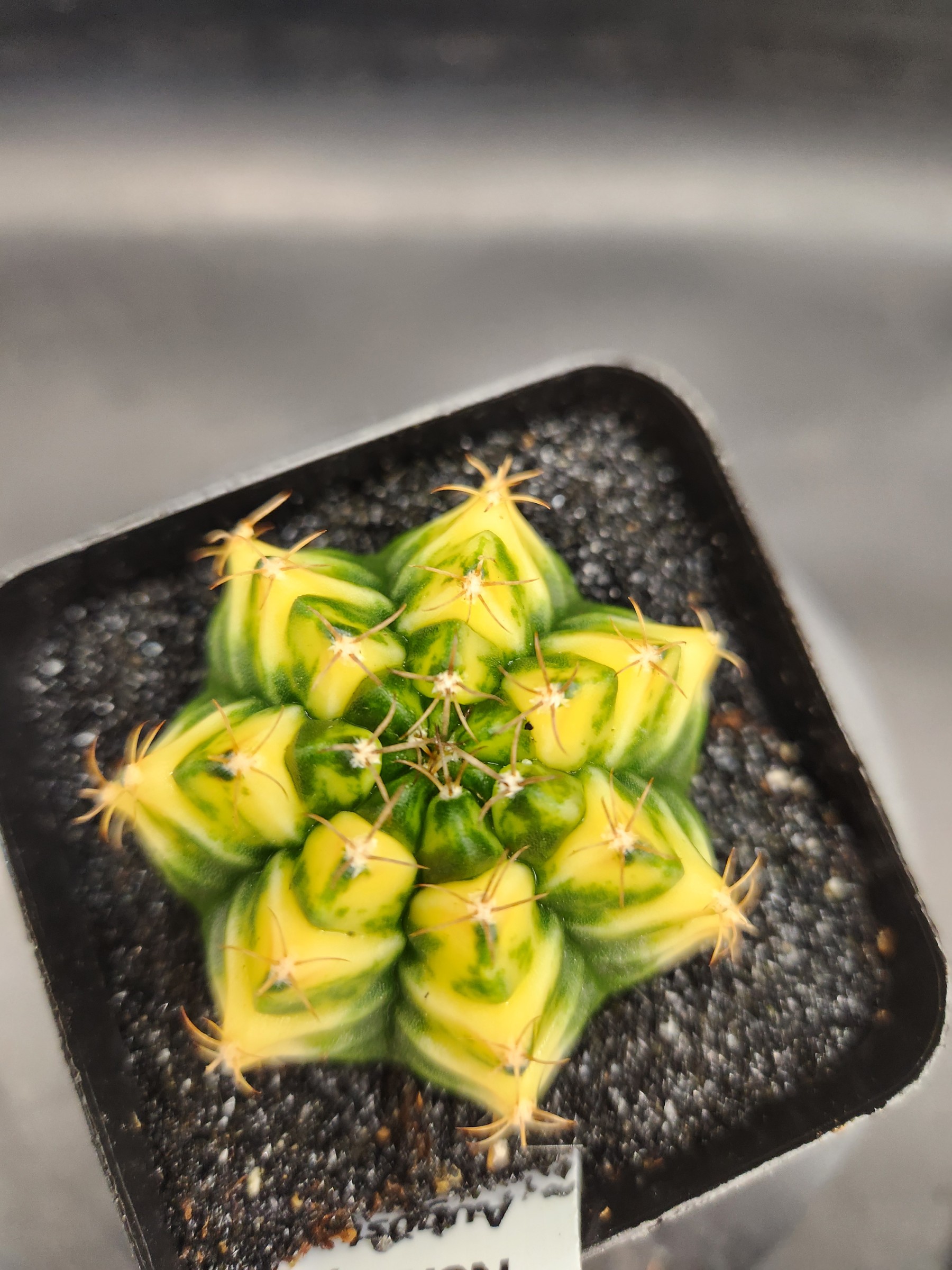 Gymnocalycium mihanovichii 'Yellow Spider'