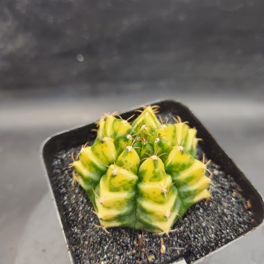 pn-2026-000014-02-15L66y0uSu-normalized Gymnocalycium mihanovichii 'Yellow Spider'