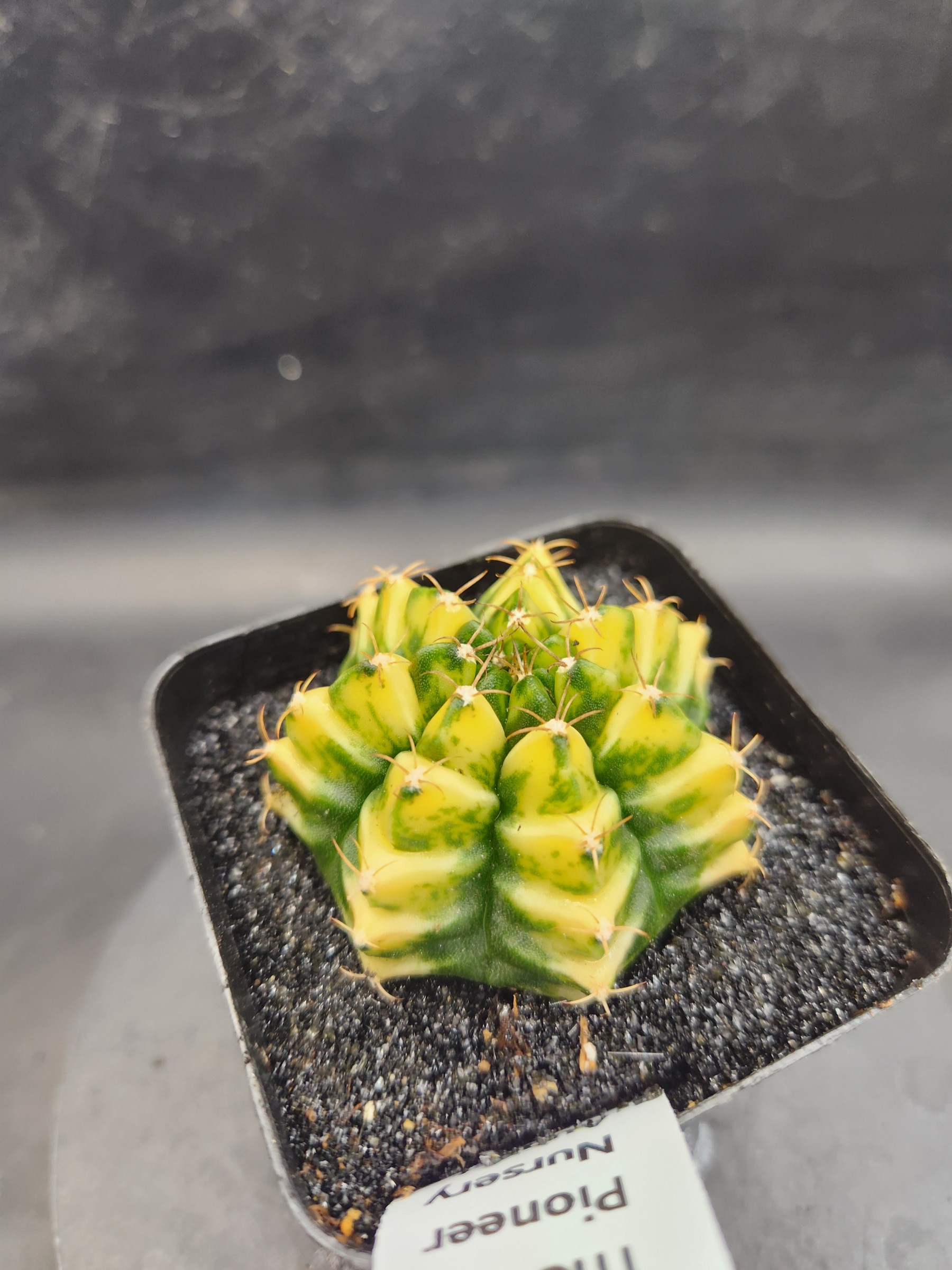 Gymnocalycium mihanovichii 'Yellow Spider'