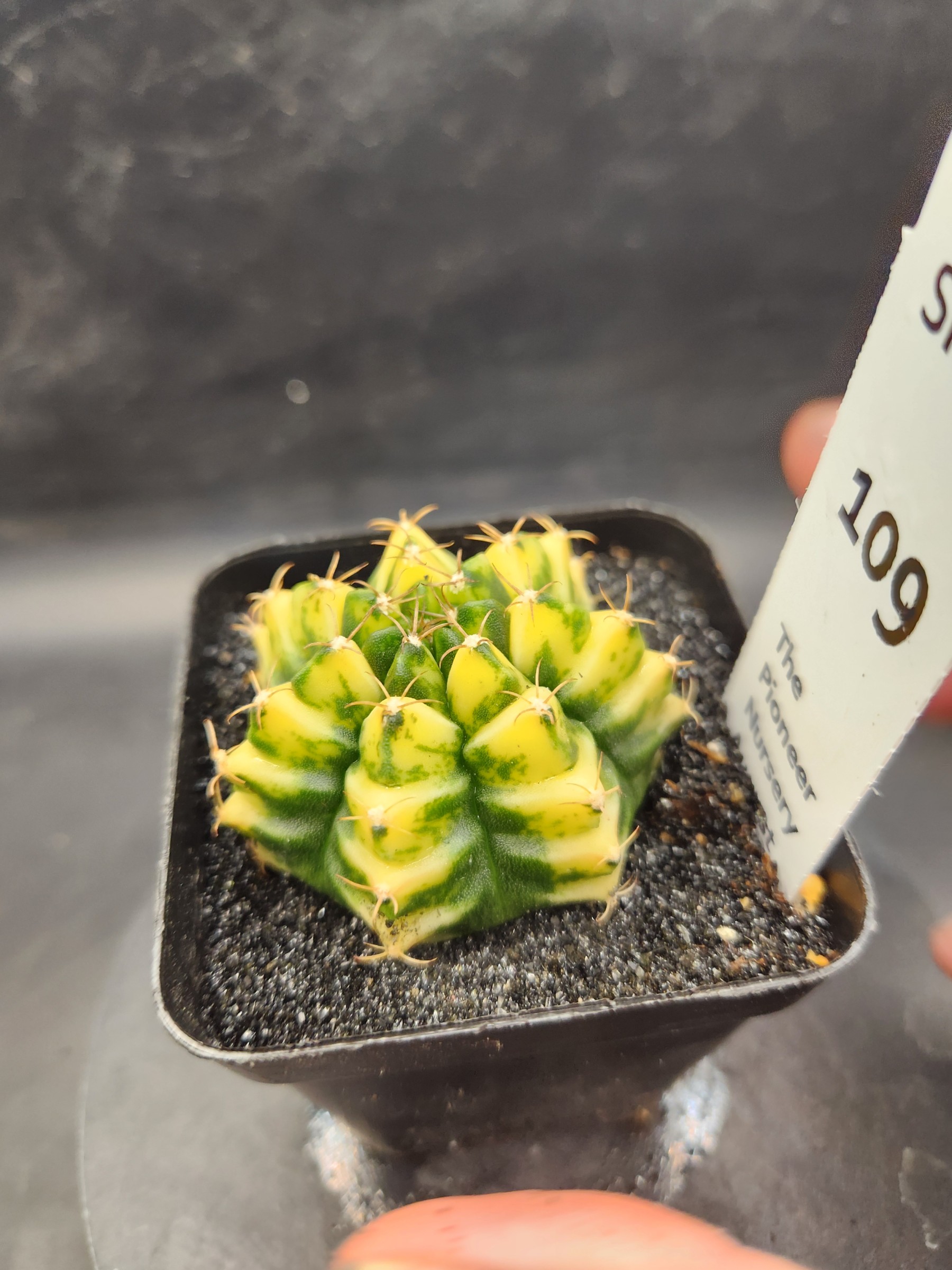 Gymnocalycium mihanovichii 'Yellow Spider'
