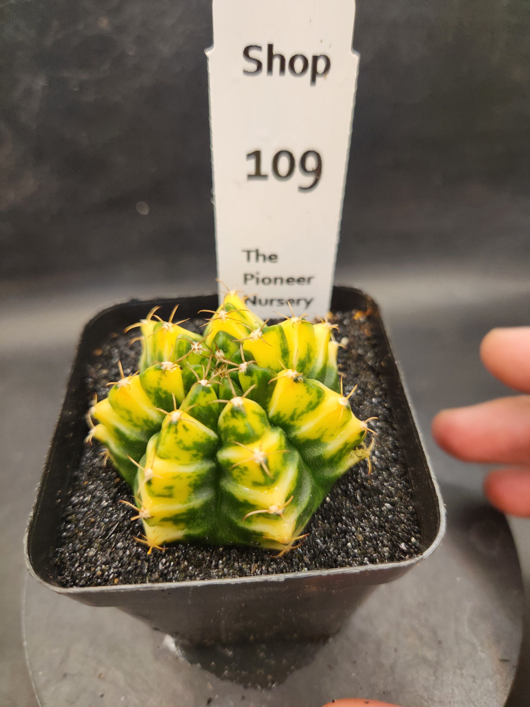Gymnocalycium mihanovichii 'Yellow Spider'