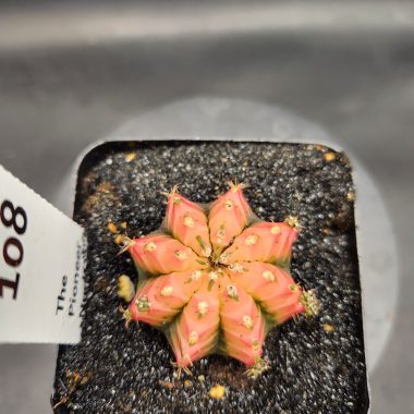Gymnocalycium mihanovichii 'Red Chili'