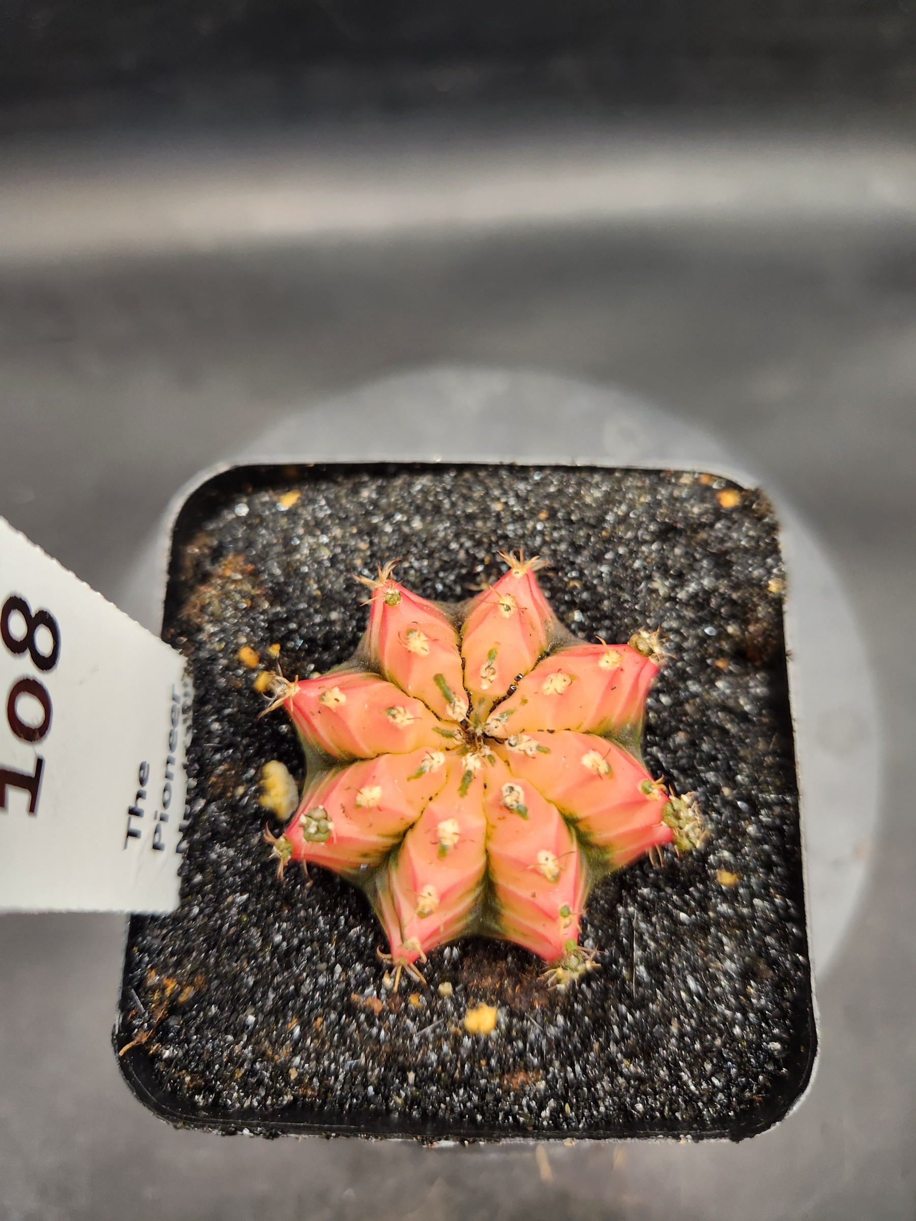 Gymnocalycium mihanovichii 'Red Chili'