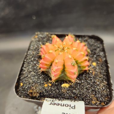 Gymnocalycium mihanovichii 'Red Chili'