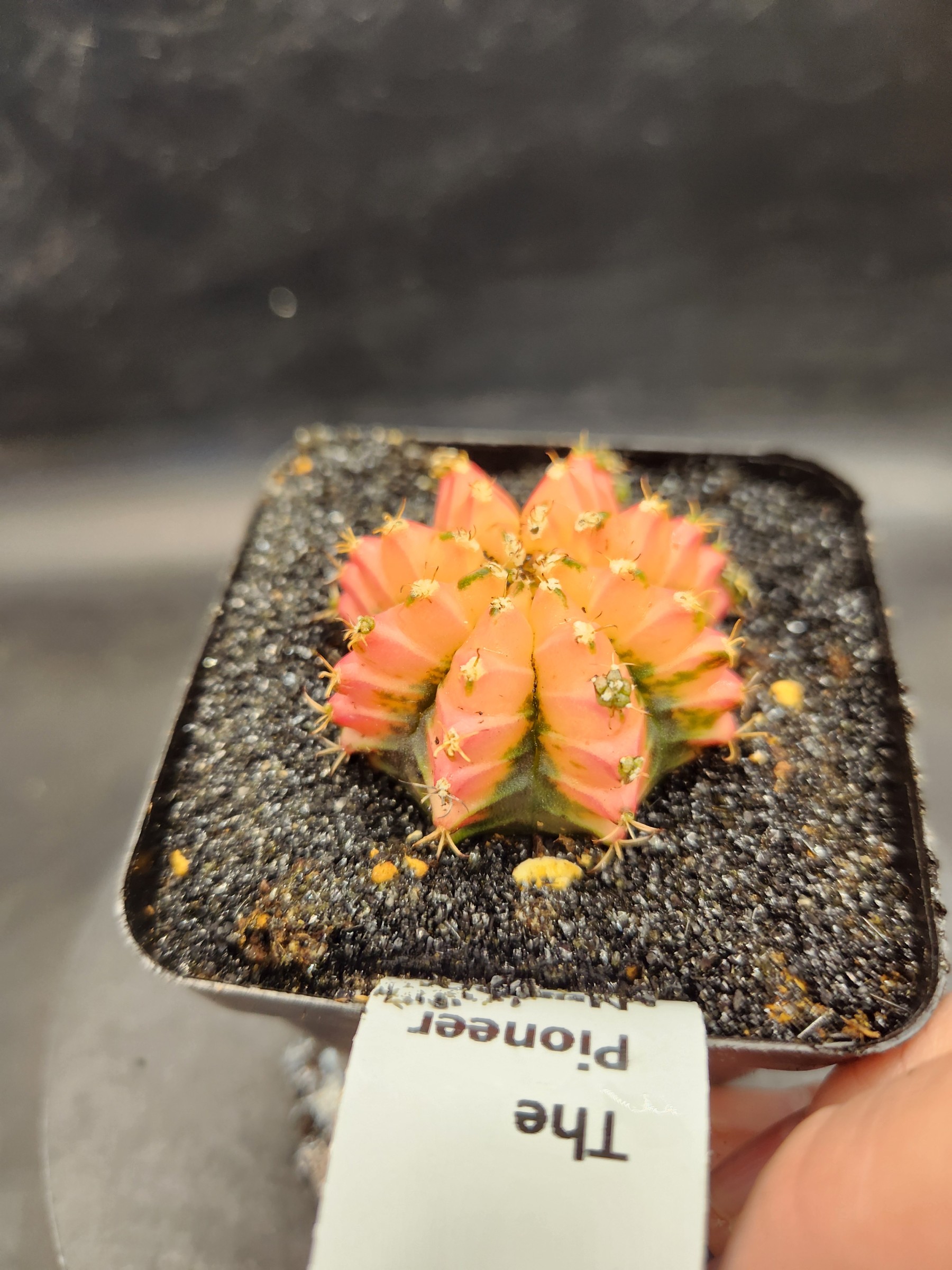 Gymnocalycium mihanovichii 'Red Chili'