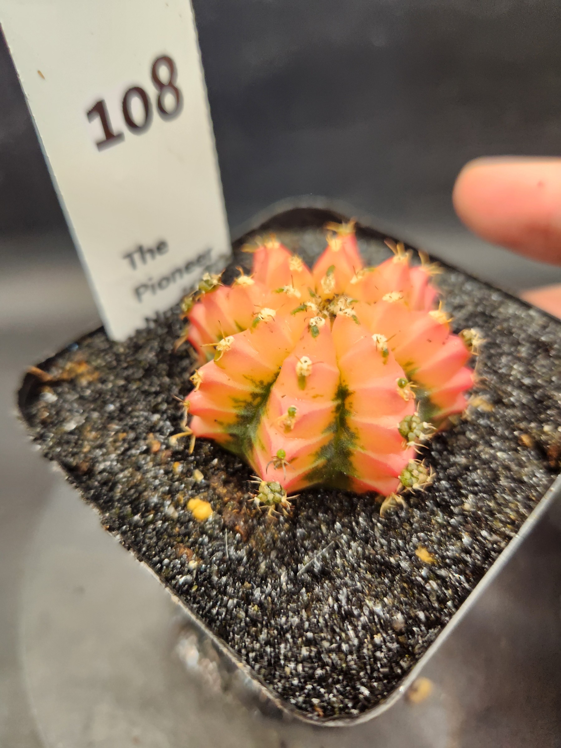 Gymnocalycium mihanovichii 'Red Chili'