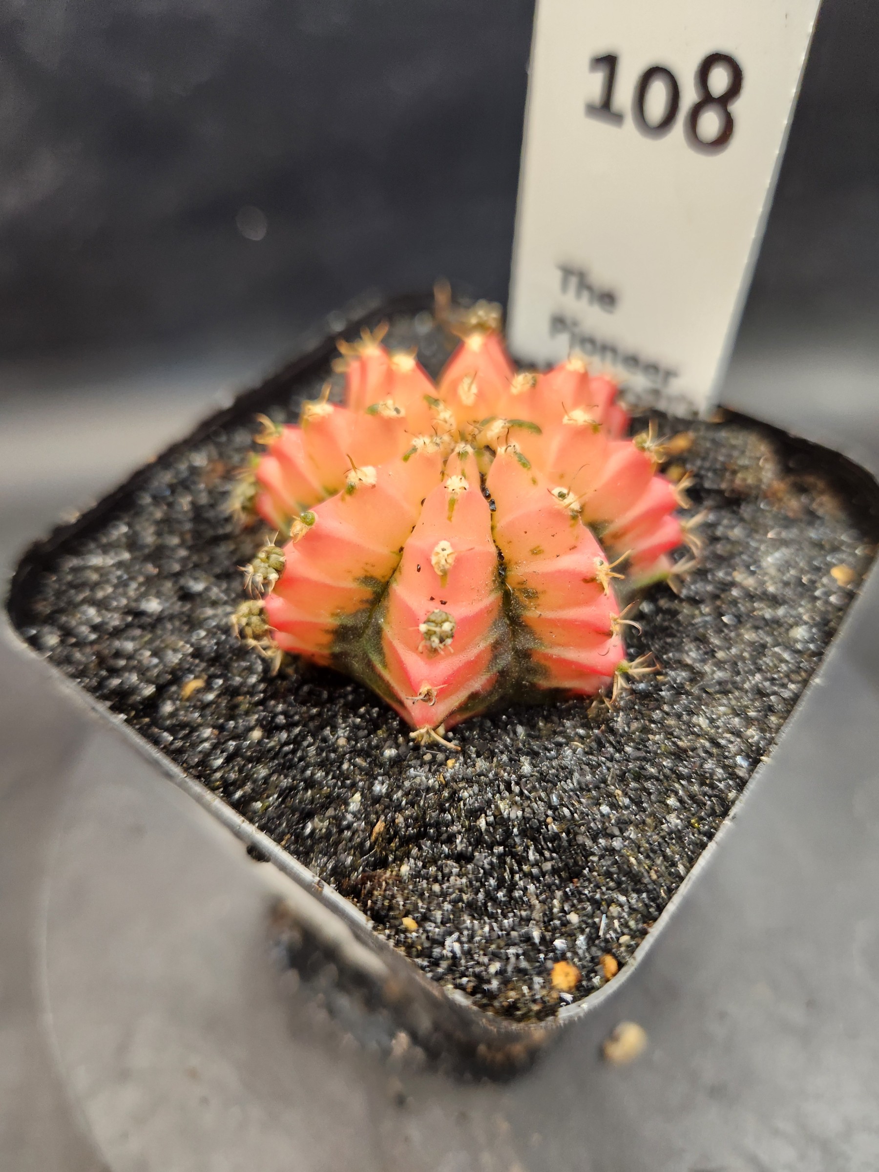 Gymnocalycium mihanovichii 'Red Chili'