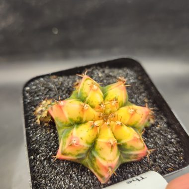 Gymnocalycium mihanovichii 'Yogurt'