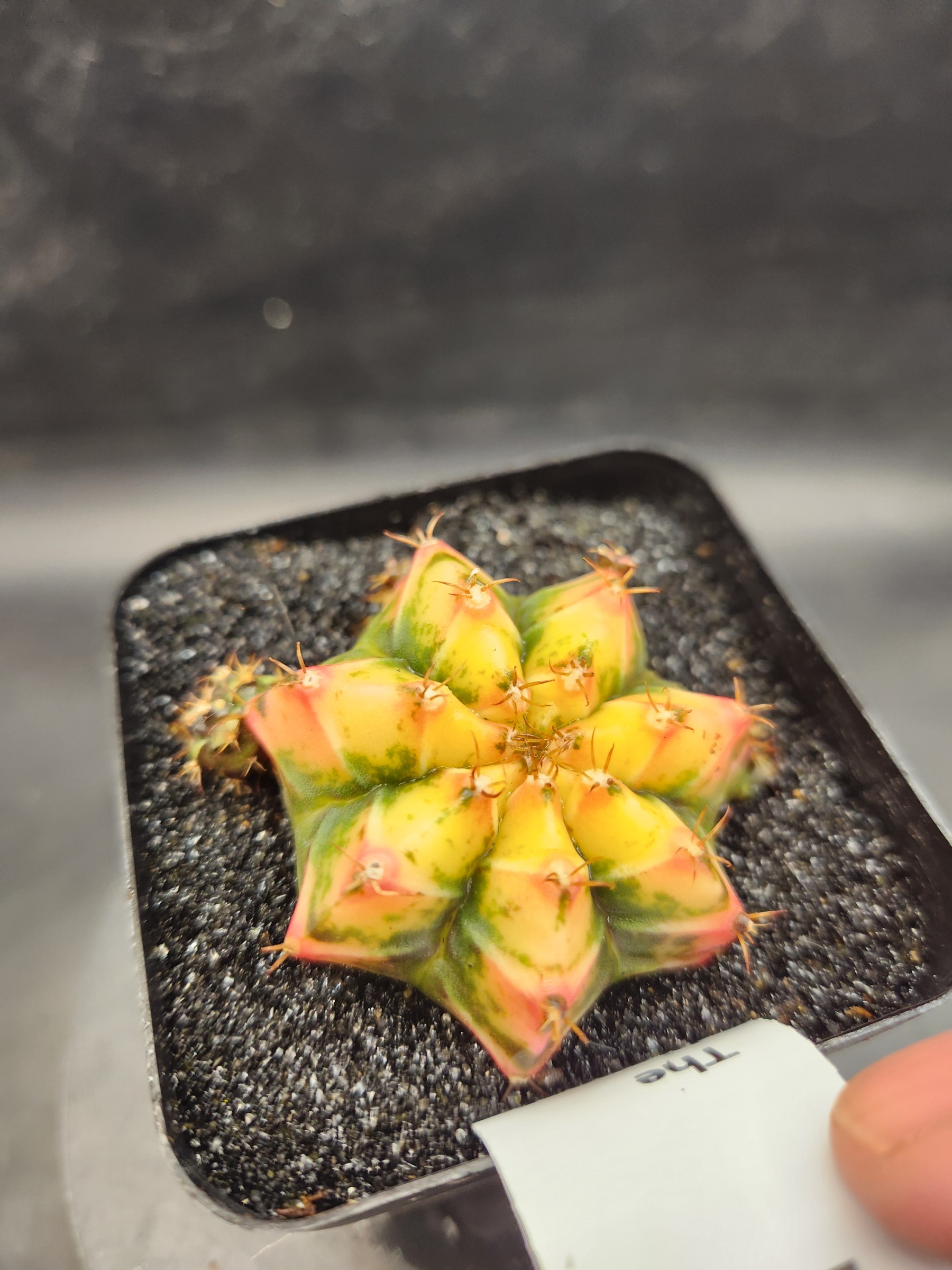 Gymnocalycium mihanovichii 'Yogurt'