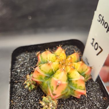 pn-2026-000021-02-egUnaBpPVS-normalized Gymnocalycium mihanovichii 'Yogurt'
