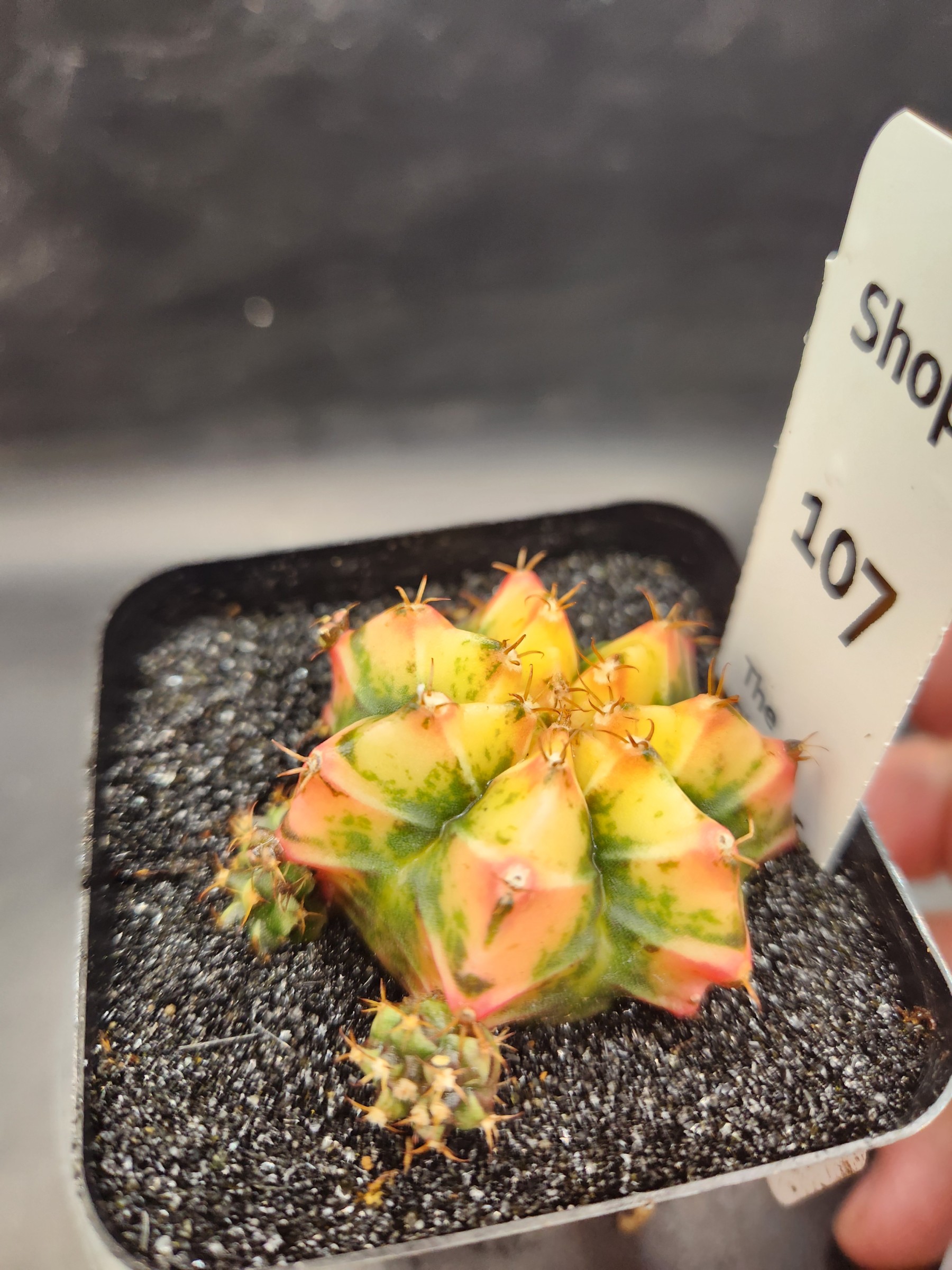 Gymnocalycium mihanovichii 'Yogurt'