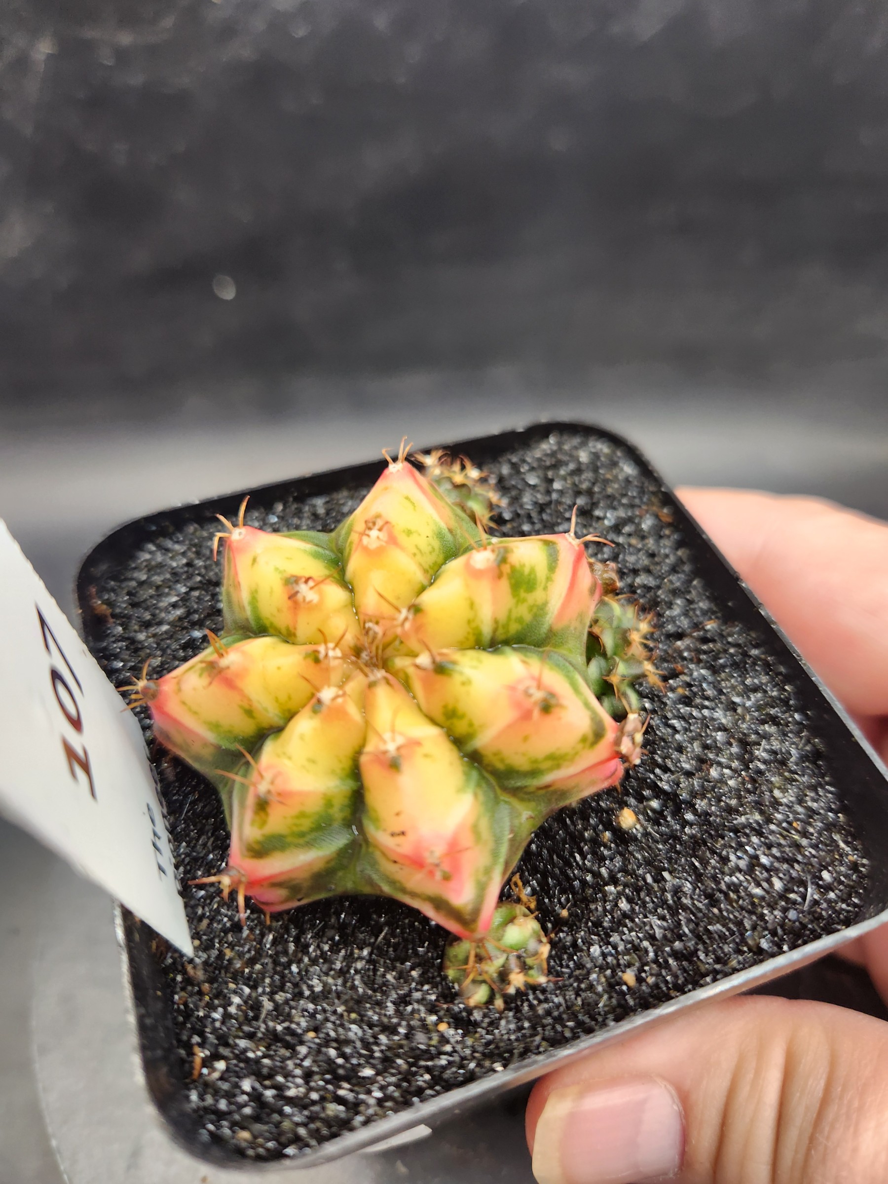 Gymnocalycium mihanovichii 'Yogurt'