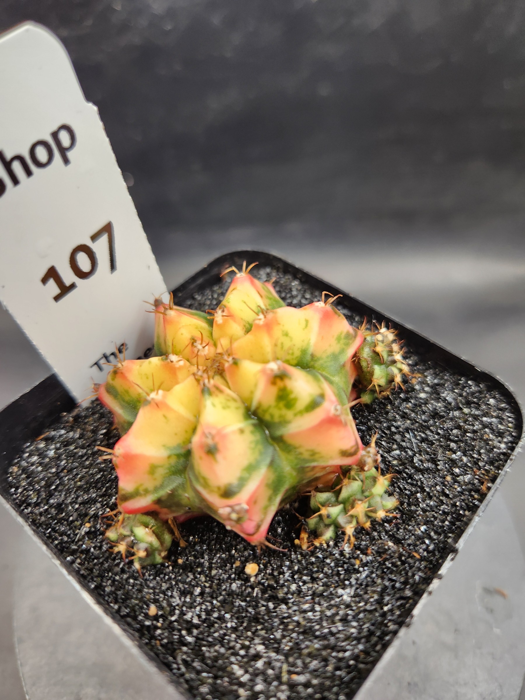 Gymnocalycium mihanovichii 'Yogurt'