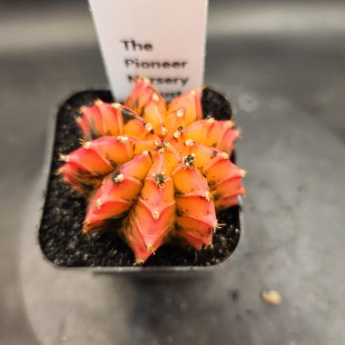 Gymnocalycium mihanovichii 'Plastic'