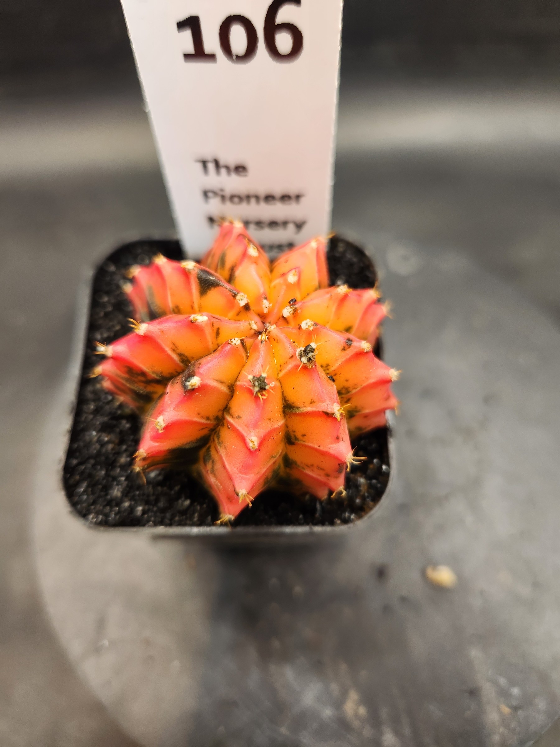 Gymnocalycium mihanovichii 'Plastic'