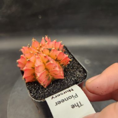 pn-2026-000023-02-OP3r8i8nDo-normalized Gymnocalycium mihanovichii 'Plastic'