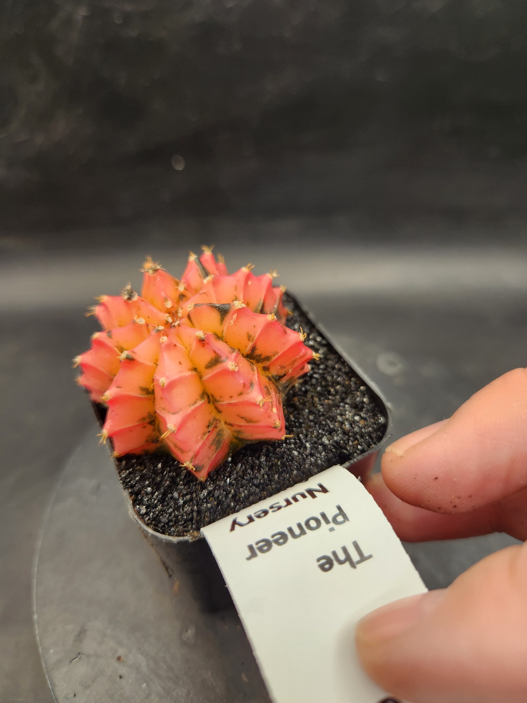 Gymnocalycium mihanovichii 'Plastic'