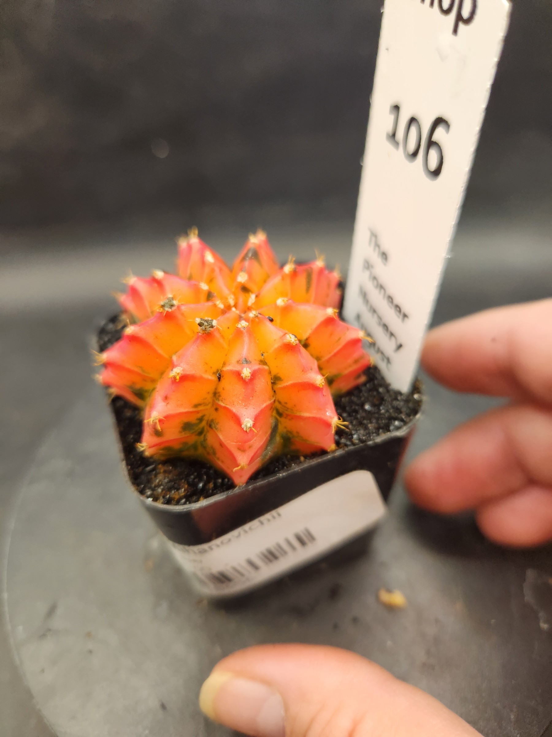 Gymnocalycium mihanovichii 'Plastic'