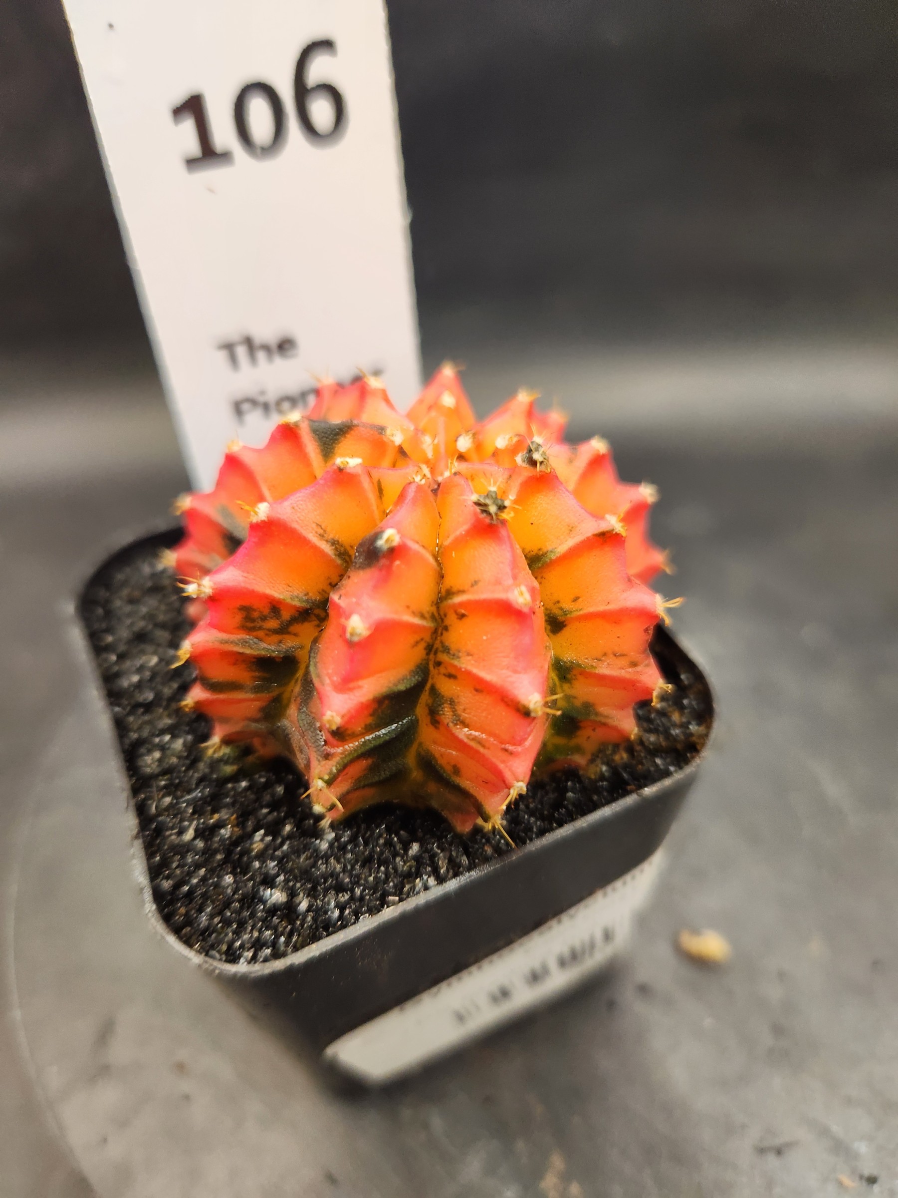 Gymnocalycium mihanovichii 'Plastic'