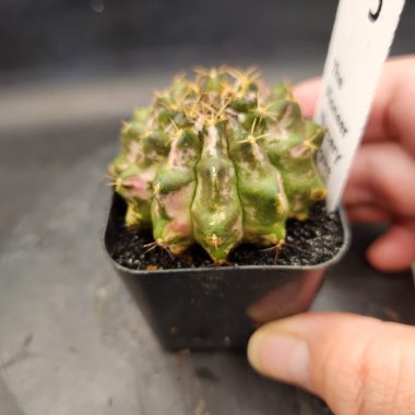 pn-2026-000025-01-HcOA5VhIt3-normalized Gymnocalycium mihanovichii 'Marble'