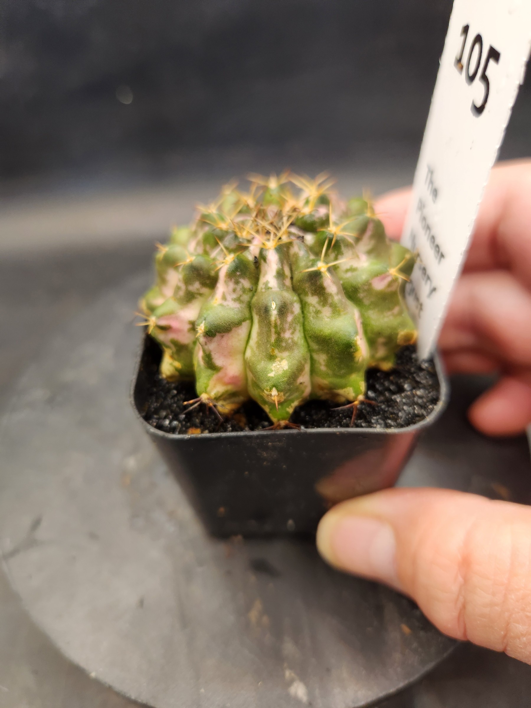 Gymnocalycium mihanovichii 'Marble'