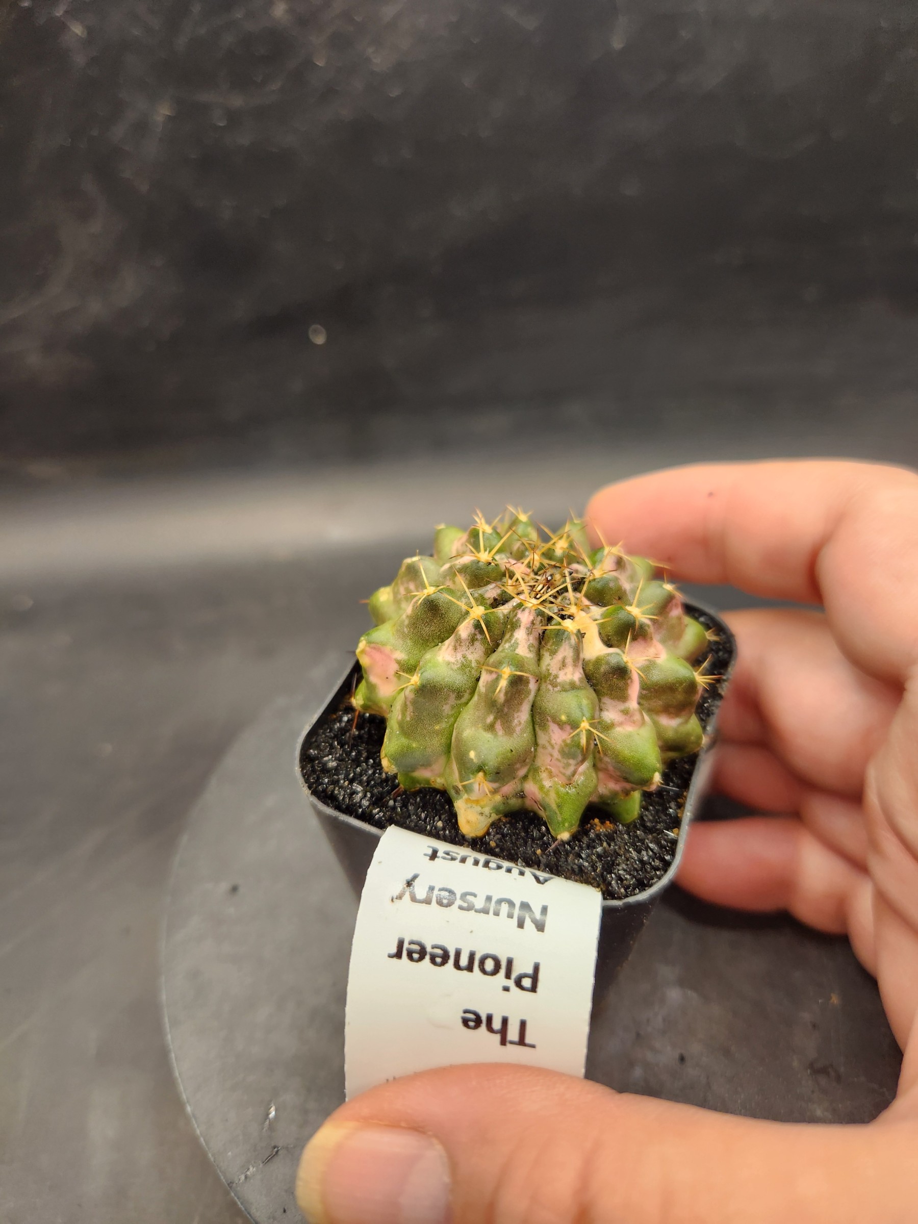 Gymnocalycium mihanovichii 'Marble'