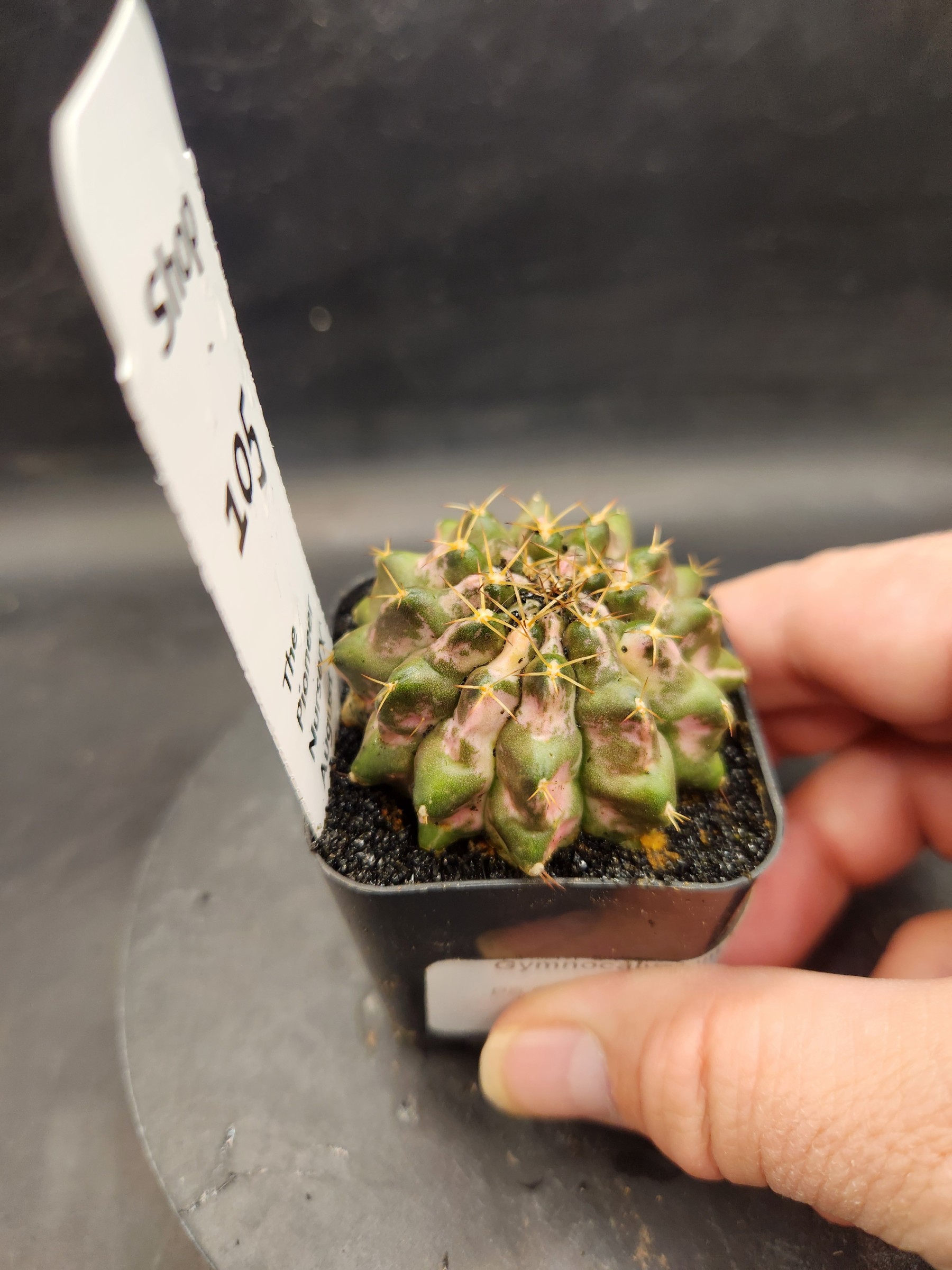 Gymnocalycium mihanovichii 'Marble'