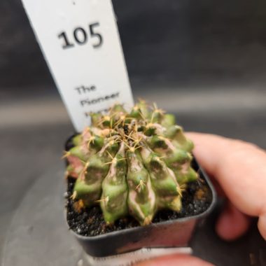 Gymnocalycium mihanovichii 'Marble'