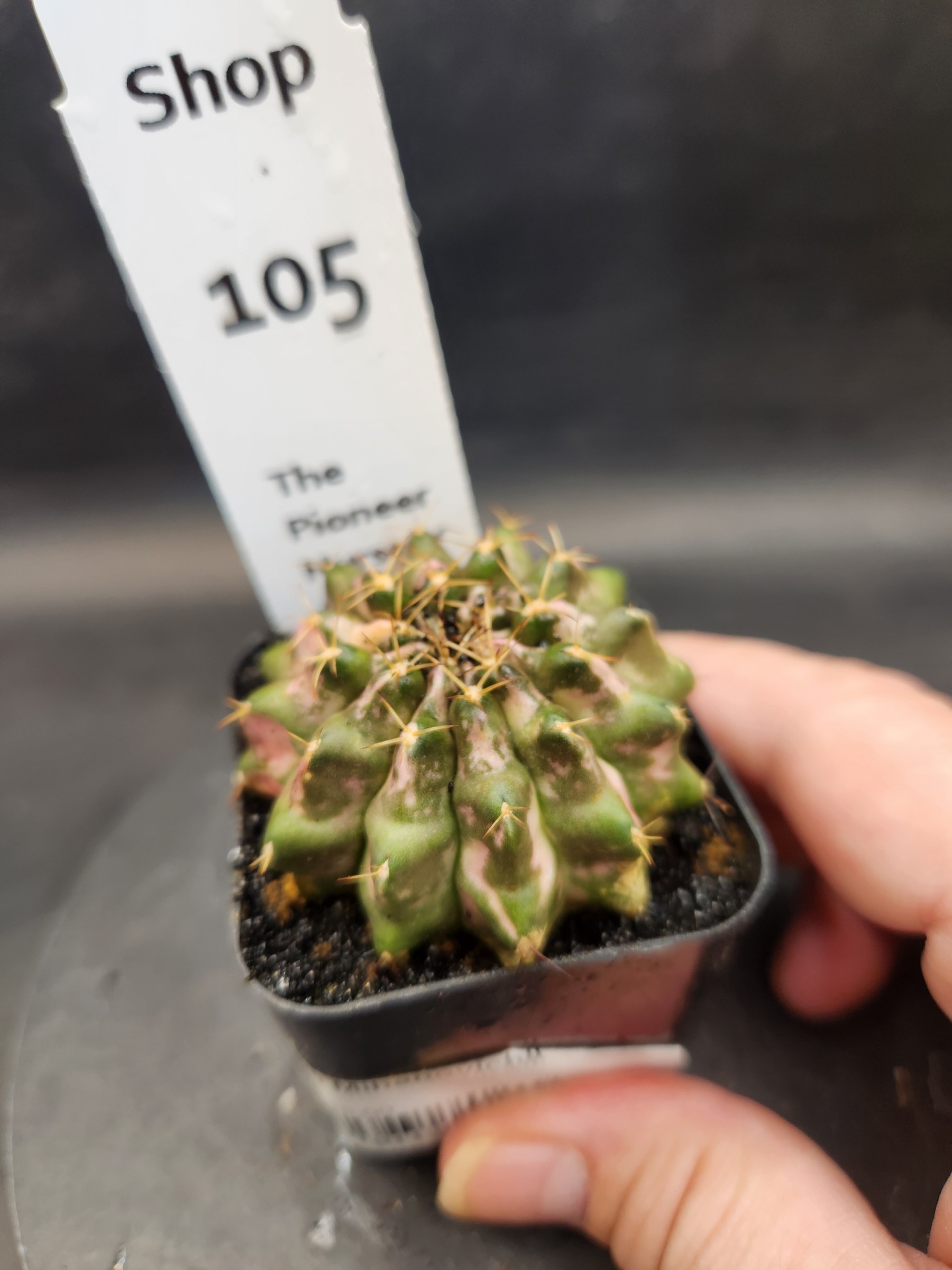 Gymnocalycium mihanovichii 'Marble'