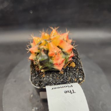 Gymnocalycium mihanovichii 'Carnelian'