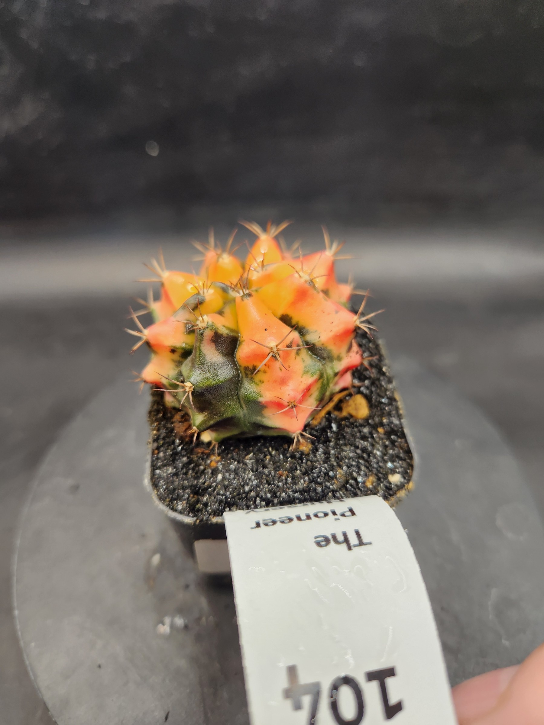 Gymnocalycium mihanovichii 'Carnelian'