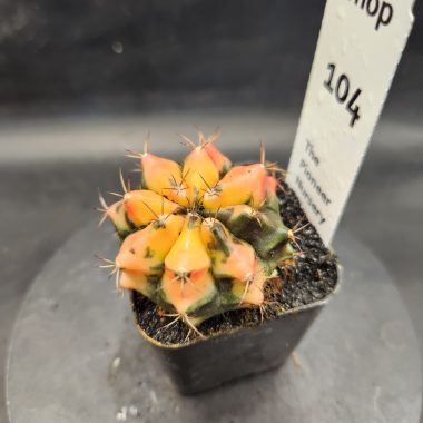 Gymnocalycium mihanovichii 'Carnelian'
