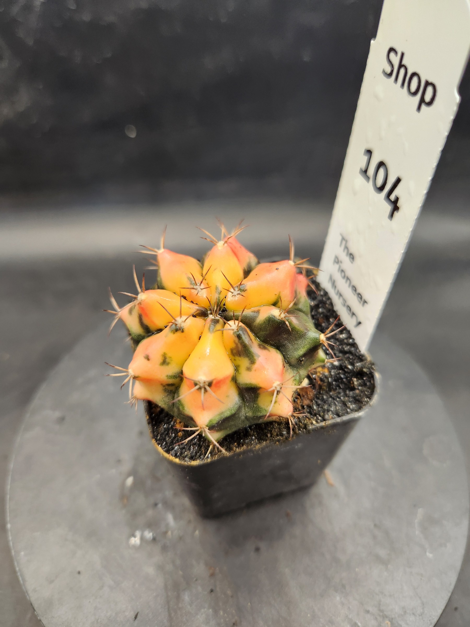 Gymnocalycium mihanovichii 'Carnelian'