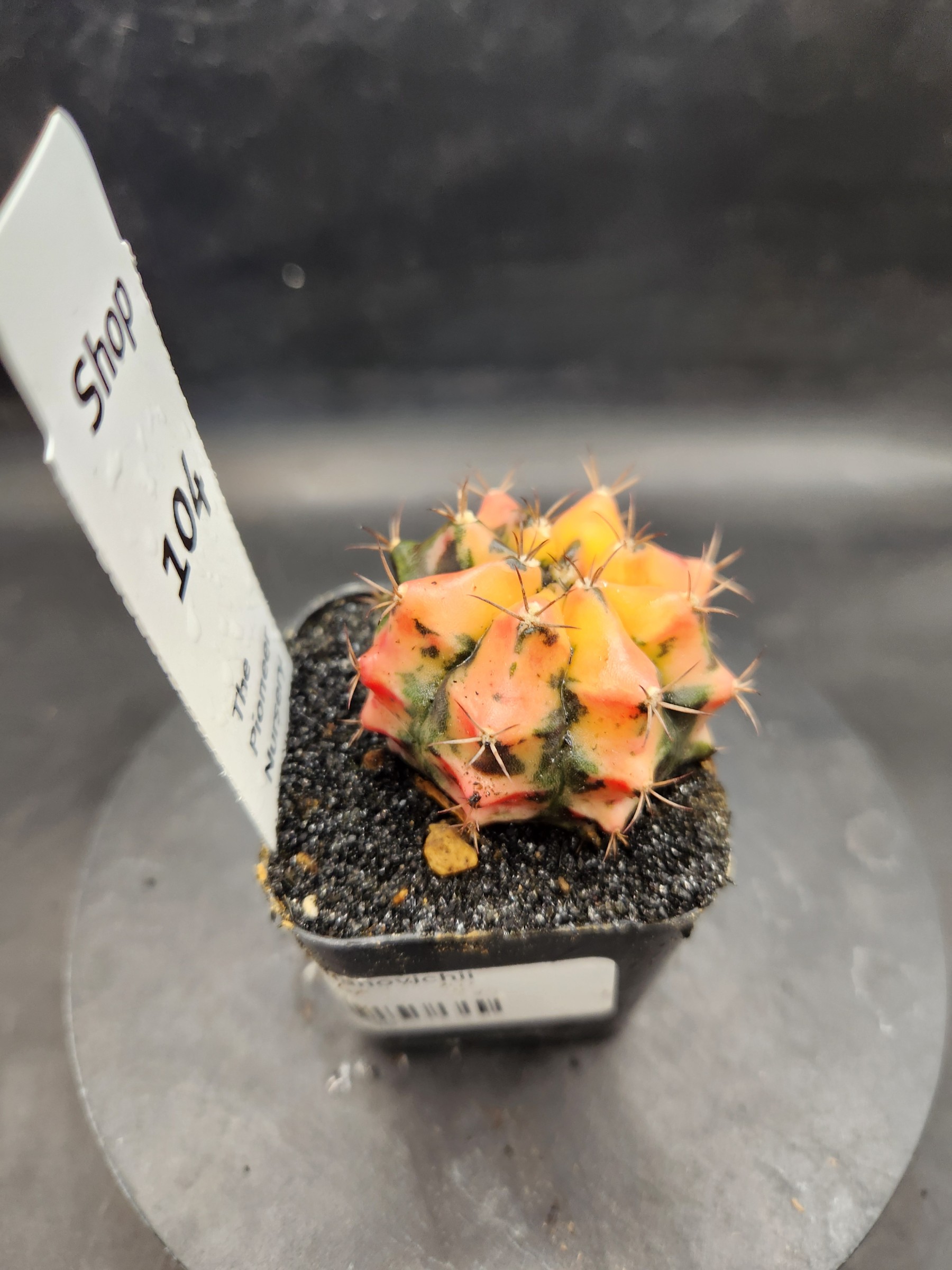 Gymnocalycium mihanovichii 'Carnelian'