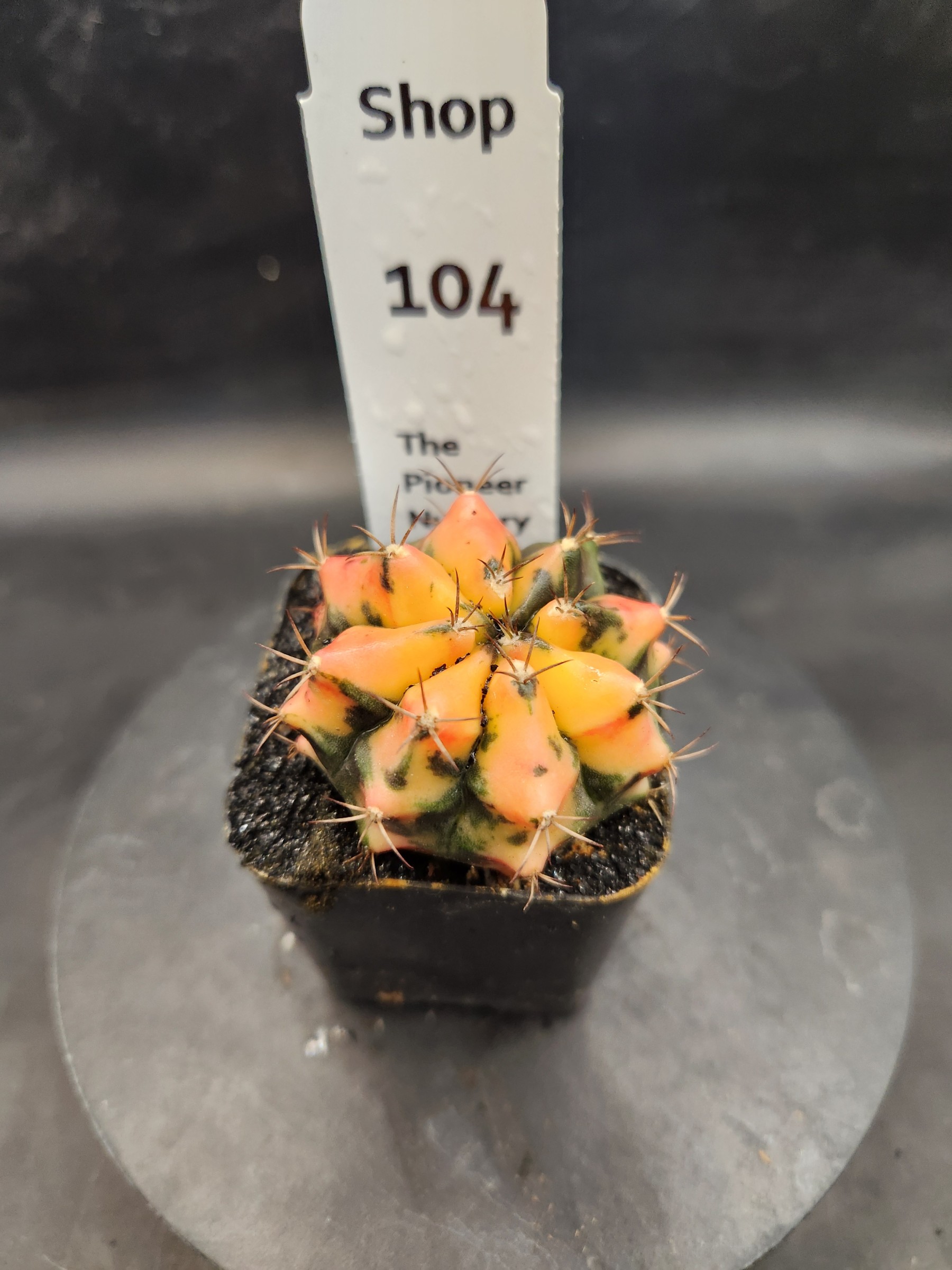 Gymnocalycium mihanovichii 'Carnelian'