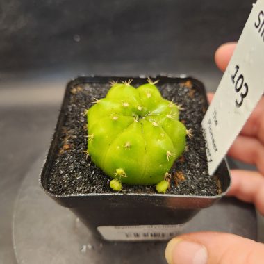 Gymocalycium mihanovichii 'Green Mable'