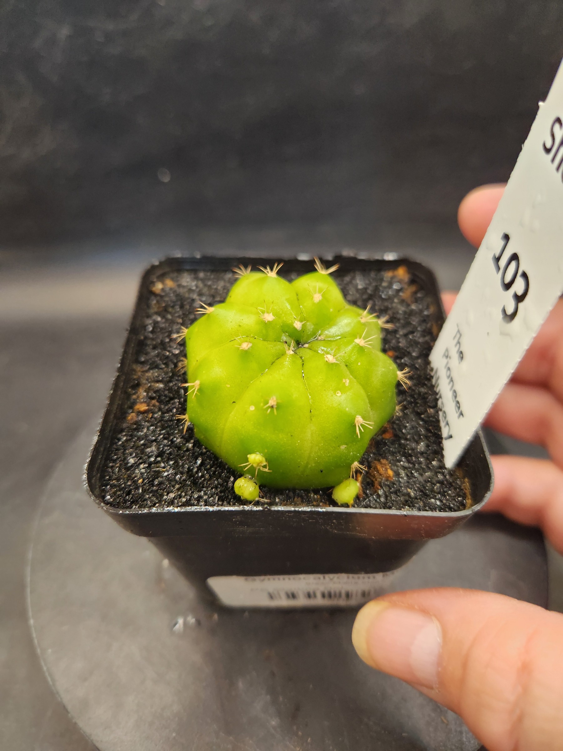Gymocalycium mihanovichii 'Green Mable'