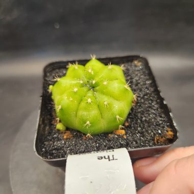 pn-2026-000031-02-ulKWzumZN0-normalized Gymocalycium mihanovichii 'Green Mable'