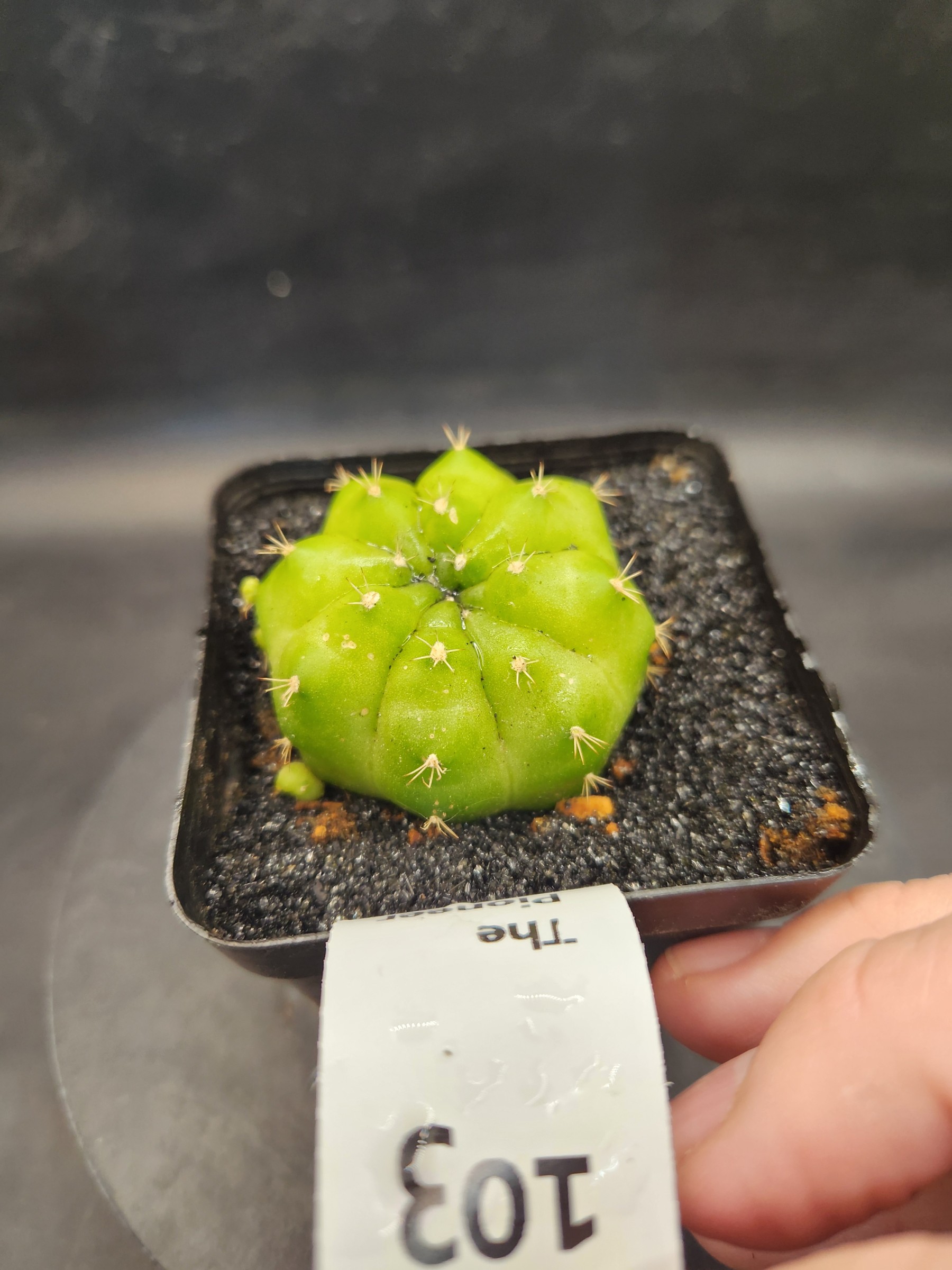 Gymocalycium mihanovichii 'Green Mable'