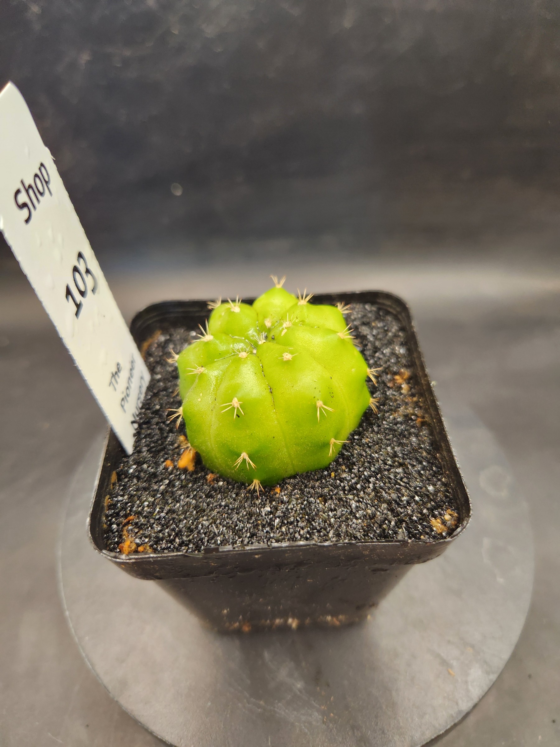 Gymocalycium mihanovichii 'Green Mable'