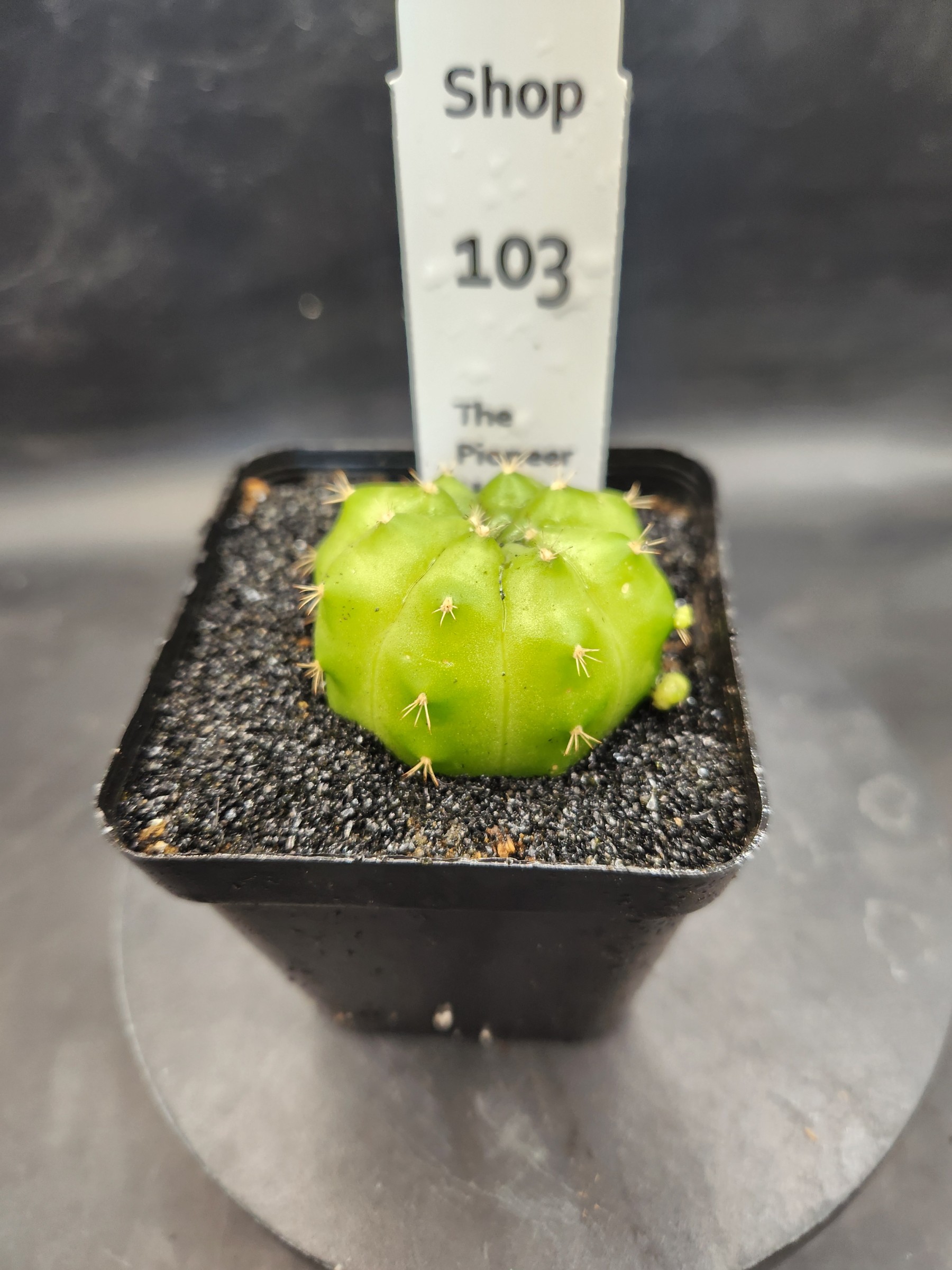 Gymocalycium mihanovichii 'Green Mable'