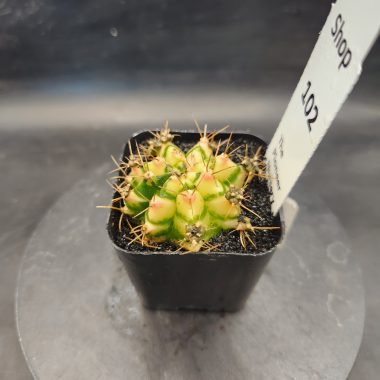 pn-2026-000041-01-E9Kv7f11cM-normalized Gymnocalycium mihanovichii 'Flower Field'
