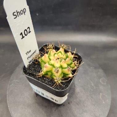 Gymnocalycium mihanovichii 'Flower Field'