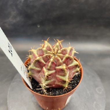 Gymnocalycium mihanovichii 'Purple Nebula'