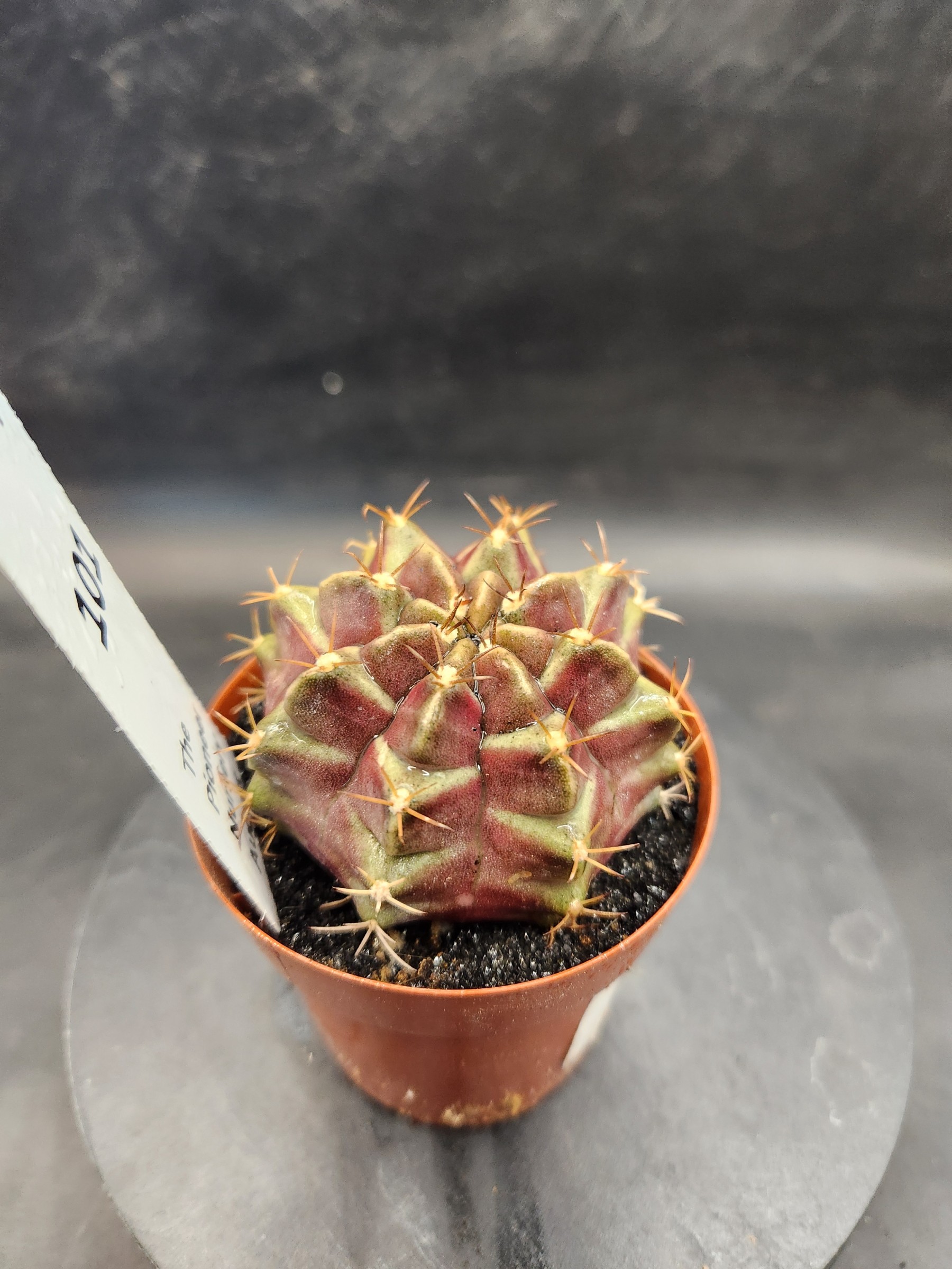 Gymnocalycium mihanovichii 'Purple Nebula'
