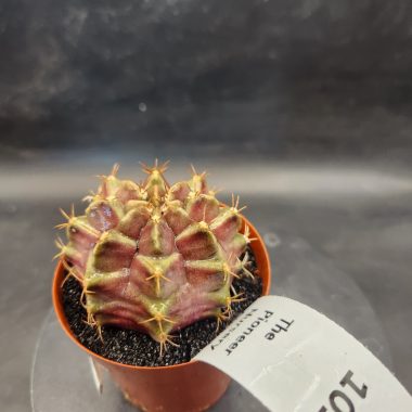 pn-2026-000043-02-XFtYeSYnbe-normalized Gymnocalycium mihanovichii 'Purple Nebula'